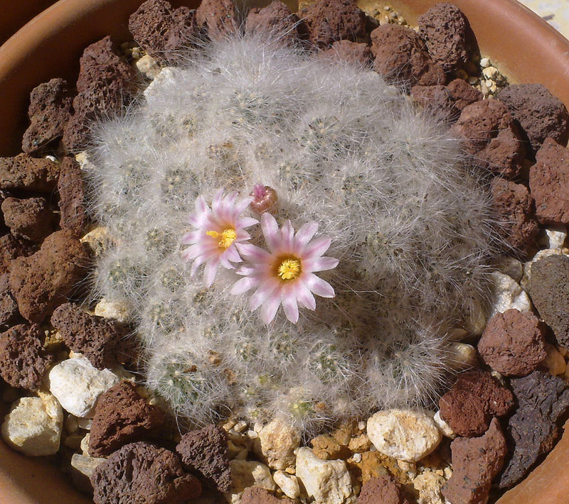 Mammillaria glassii